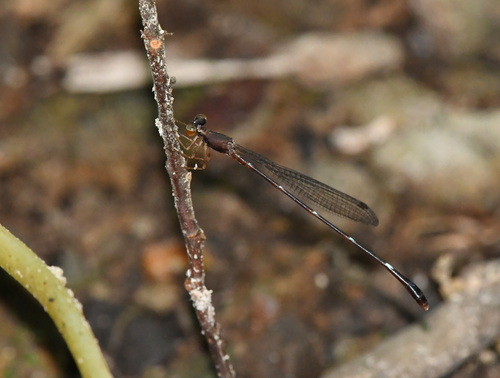 Drepanosticta mylitta