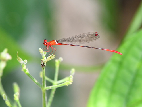 Risiocnemis appendiculata