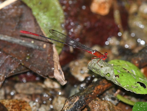 Risiocnemis appendiculata