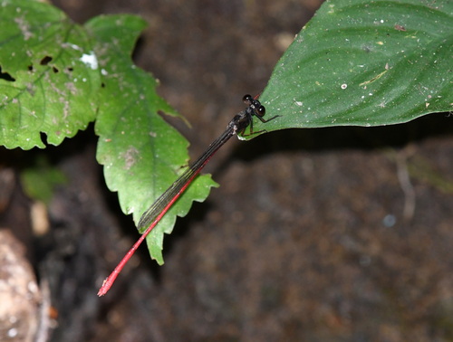 Igneocnemis siniae