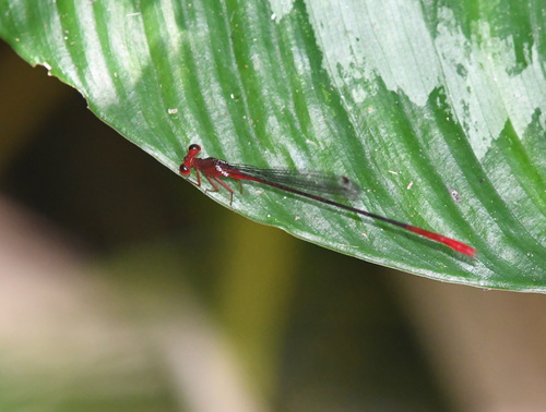 Risiocnemis appendiculata