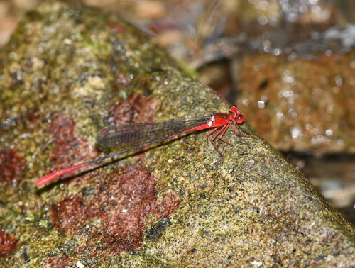 Risiocnemis appendiculata