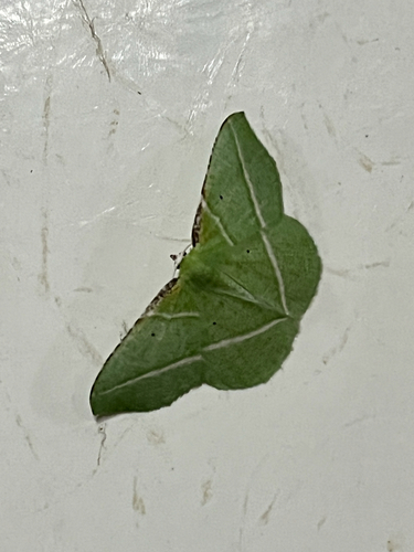 iNaturalist observation photo of Dichorda illustraria
