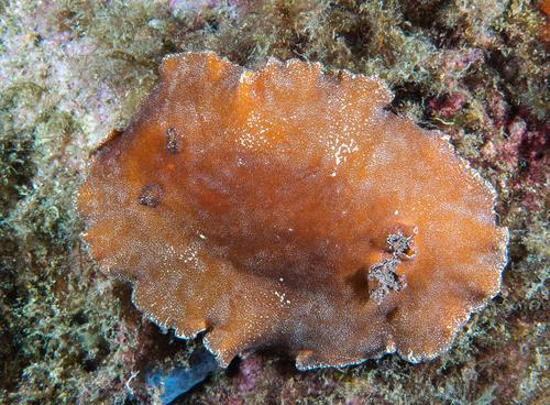 Platydoris argo
