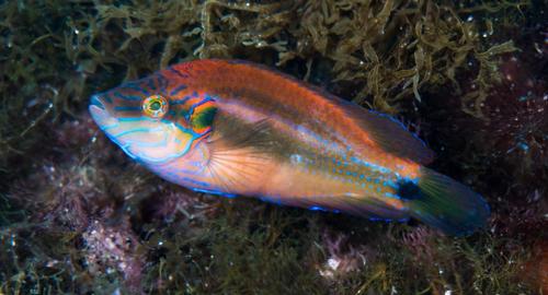 Ocellated Wrasse