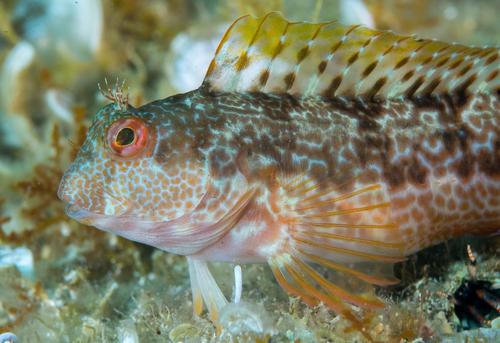 Ringneck Blenny