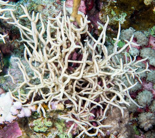 Clathraria rubrinodis