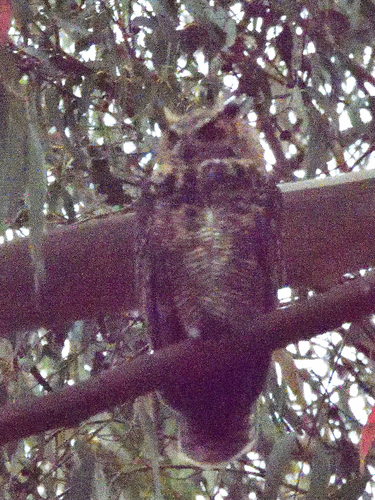 View observation of {o.common_name} on iNaturalist