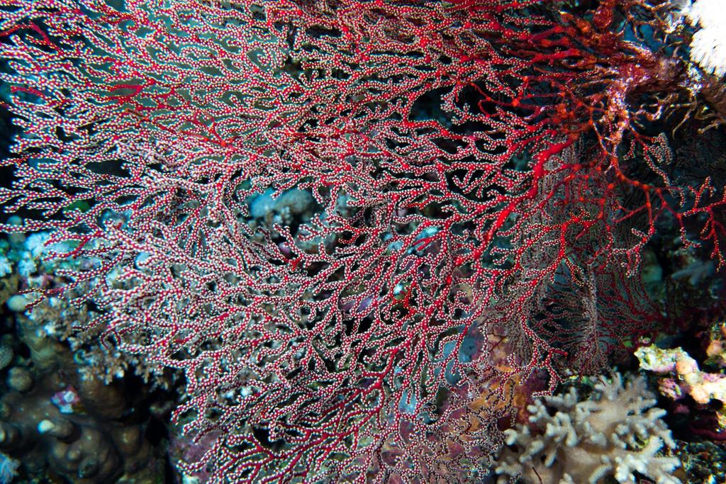Sea Fan