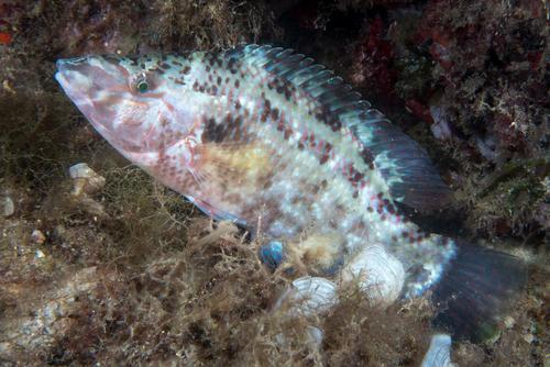 East Atlantic Peacock Wrasse