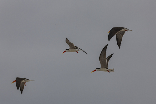 African Skimmer