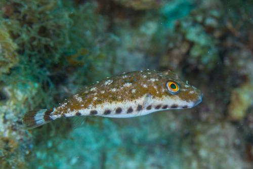 Bandtail Puffer