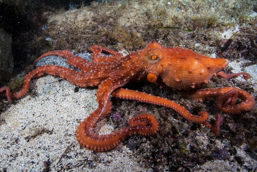 Atlantic White-spotted Octopus from Girona, ES-CT, ES on May 25, 2016 ...