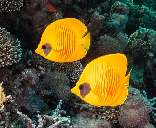 Masked Butterflyfish