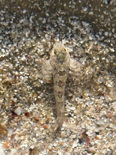 Aidablennius sphynx