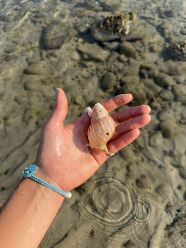 Lissachatina fulica