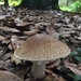 Amanita brunneolocularis - Photo (c) STEVEN CIFUENTES, όλα τα δικαιώματα διατηρούνται, uploaded by STEVEN CIFUENTES