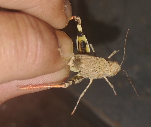 Barren Land Grasshopper