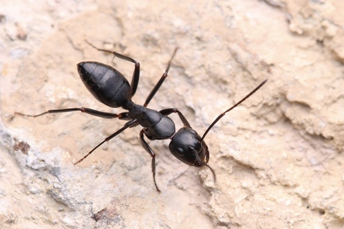 Camponotus spanis