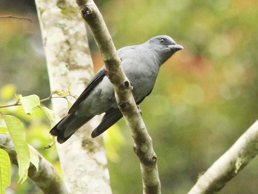 Sunda Cuckooshrike photo