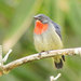 Black-sided Flowerpecker - Photo (c) David Beadle, all rights reserved, uploaded by David Beadle