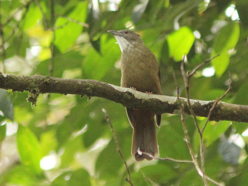 Subspecies Alophoixus ruficrissus ruficrissus · iNaturalist