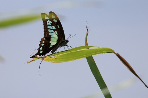 Glassy Bluebottle