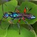 Typical Cockroach Wasps - Photo (c) Leonard Worthington, all rights reserved, uploaded by Leonard Worthington