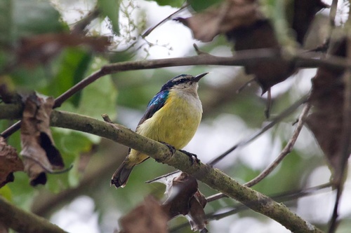 Violet-tailed Sunbird