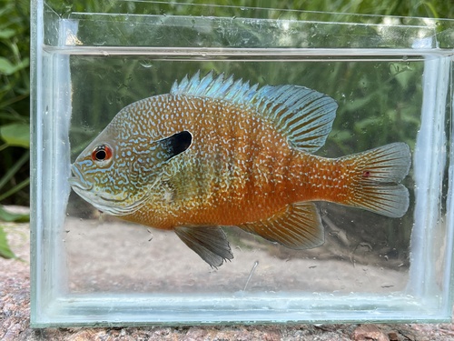 Plains Longear Sunfish