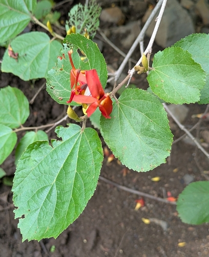 East Indian screw tree