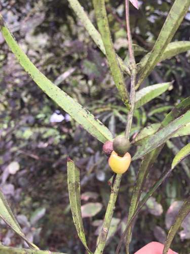 Podocarpus matudae