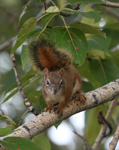 American Red Squirrel