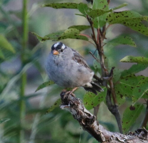 White-crowned Sparrow
