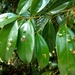 Cryptocarya chinensis - Photo (c) 曾俊明, all rights reserved, uploaded by 曾俊明