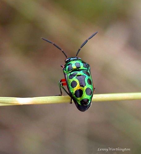Lychee Shield Bug (Chrysocoris stollii) · iNaturalist