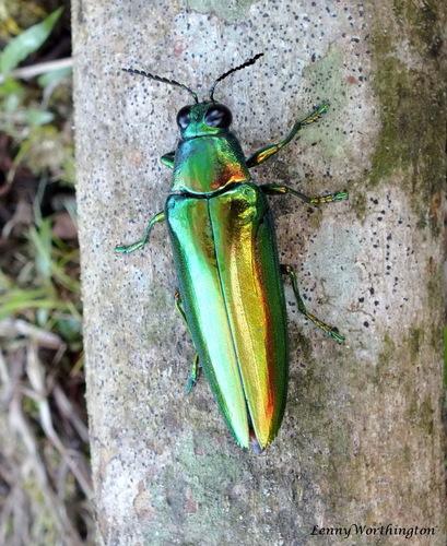 Subspecies Chrysochroa rajah thailandica · iNaturalist