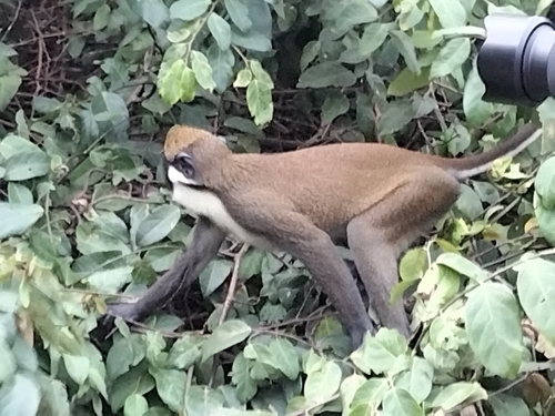Western Lesser Spot-nosed Monkey