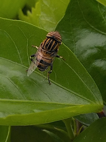 Stripe-eyed Lagoon Fly