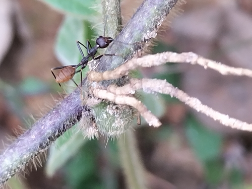 African Weaver Ant