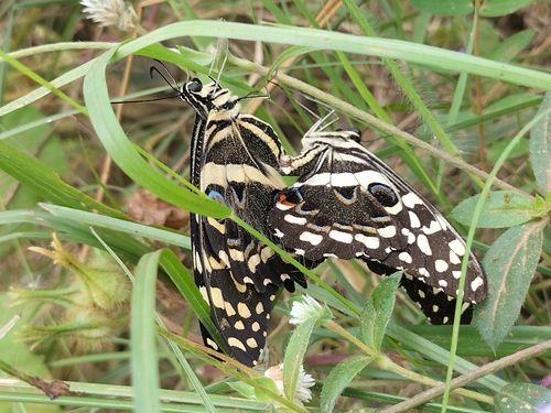 Citrus Swallowtail