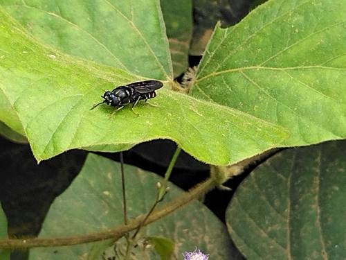 Black Soldier Fly