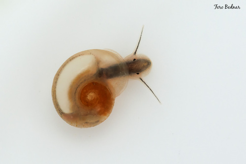 Gyraulus