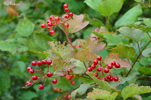 Viburnum opulus