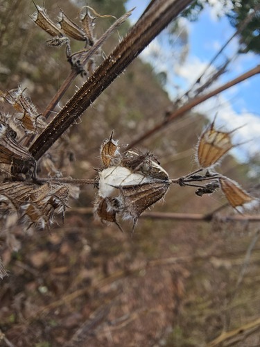 Striped Lynx Spider