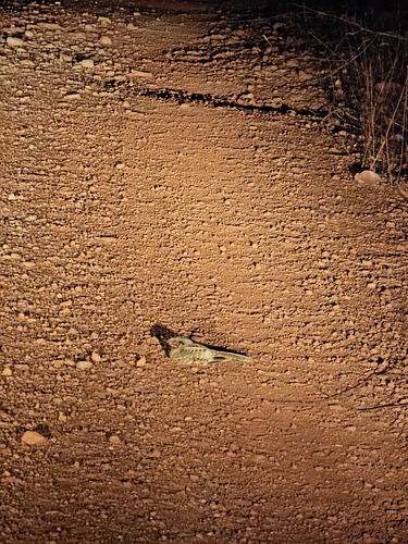 Common Pauraque