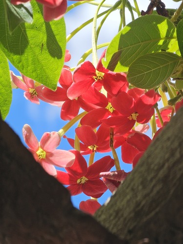 Rangoon Creeper