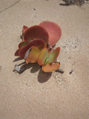 Kalanchoé sauvage 2