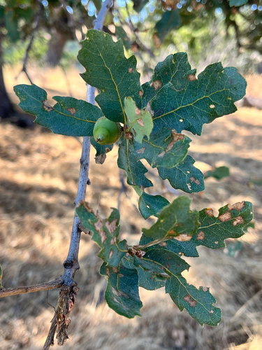 iNaturalist observation photo of blue oak