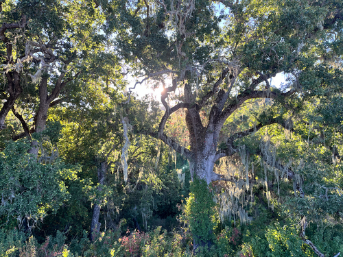 iNaturalist observation photo of valley oak